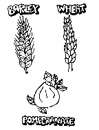 Fruits